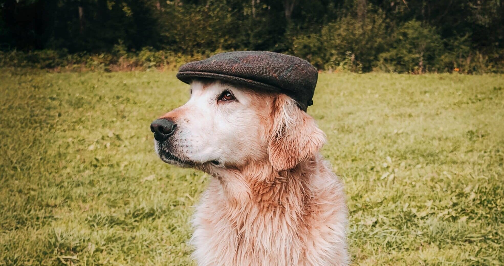 10 tips van Ruben Boekeloo voor een geslaagde foto op dierendag